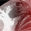 RR_Vespertinus
