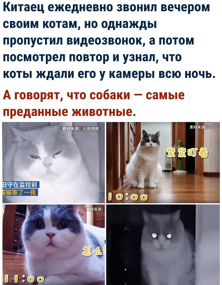 Click image for larger version

Name:	Cats.jpg
Views:	176
Size:	297.2 KB
ID:	3783