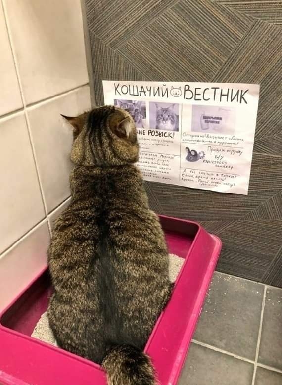 Click image for larger version

Name:	CatNews.jpg
Views:	90
Size:	199.5 KB
ID:	5759