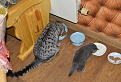 Click image for larger version

Name:	DSC_0033.jpg
Views:	346
Size:	5.77 MB
ID:	7313