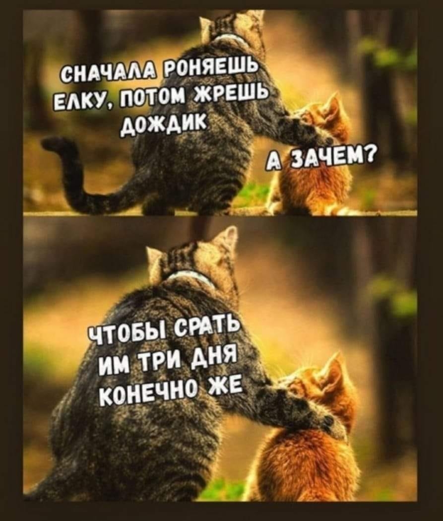 Click image for larger version

Name:	CAT-RAIN.jpg
Views:	136
Size:	291.9 KB
ID:	8469