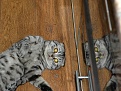 Click image for larger version

Name:	h-1995.jpg
Views:	385
Size:	1.87 MB
ID:	9876