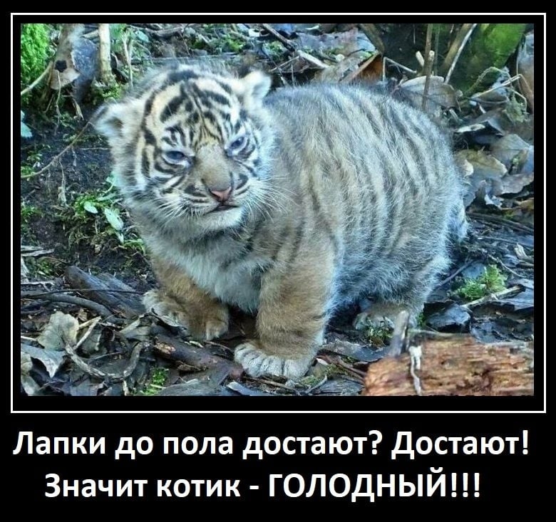 Click image for larger version

Name:	KOTIK.jpg
Views:	121
Size:	346.6 KB
ID:	12725