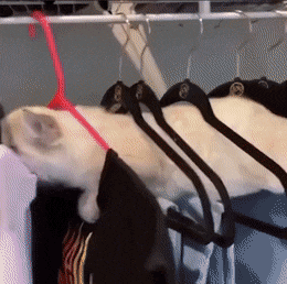 Click image for larger version

Name:	450e91f1c020980937ea6b4e6db08e605a5ea249.gifv.gif
Views:	167
Size:	4.13 MB
ID:	14799