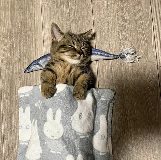 Click image for larger version

Name:	fish-n-cat.jpg
Views:	281
Size:	797.2 KB
ID:	15269