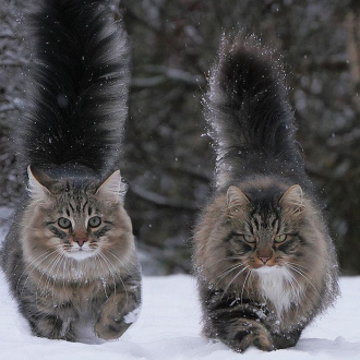 Click image for larger version

Name:	2cat2.png
Views:	201
Size:	3.57 MB
ID:	17677