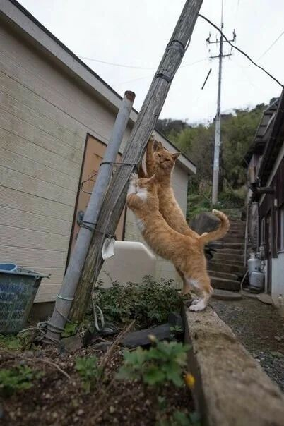 Click image for larger version

Name:	1547f2da3e520b7cf86916593f744bbf438f9610.jpg
Views:	151
Size:	159.7 KB
ID:	18754