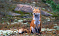 FoxDream.jpg